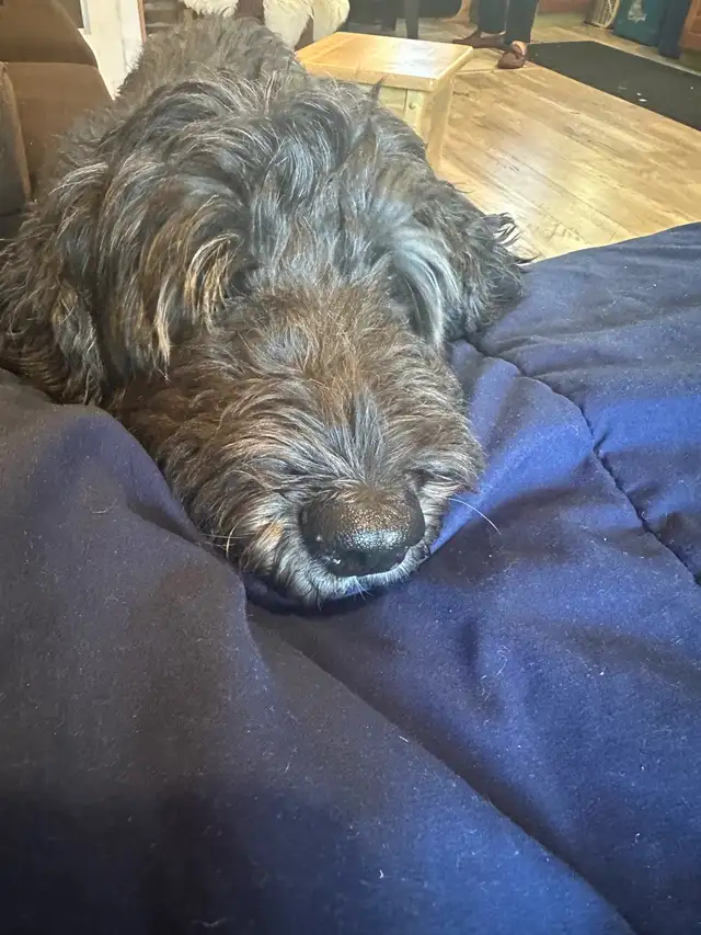 Cute dog in Dogs & Puppies for Rehoming in Winnipeg - Image 4