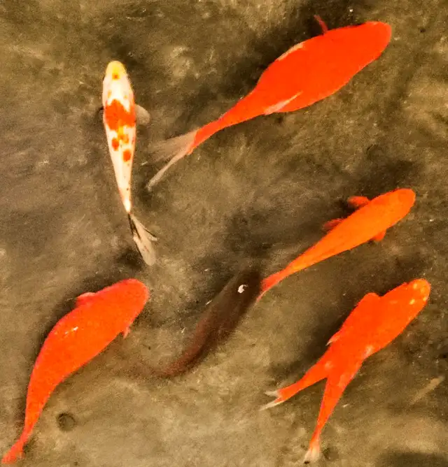 Premium Pond-Raised Large Comets in Fish for Rehoming in Napanee - Image 4