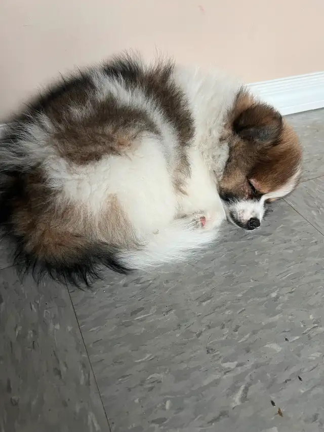 2 Male Pomeranian Puppies need a home make an offer in Dogs & Puppies for Rehoming in Edmonton - Image 9