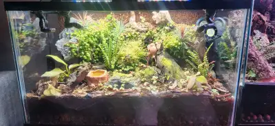 Live Terrarium with real tropical plants, springtails and isopods. Full bioactive ecosystem. Pick up...