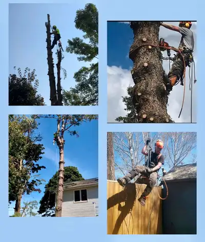 Reasonable Priced Arborist, View more