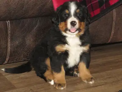 Big Beautiful Bernese Mtn Puppies, View more