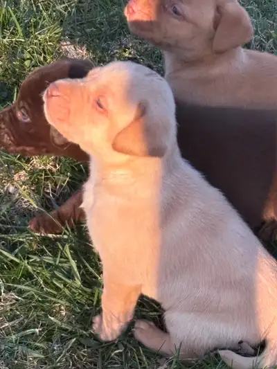 These adorable Lab puppies are looking for their forever homes! These playful pups come in a variety...
