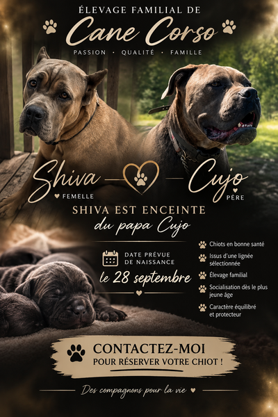 Cane corso Lanaudière, View more