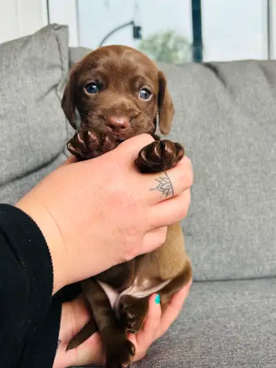 Dachshund/Springer Spaniel puppy, View more