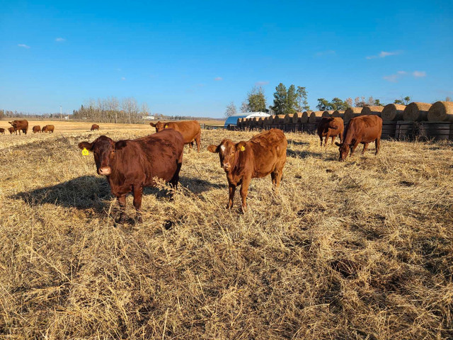 Red angus /simmental herd dispersal in Livestock in Edmonton - Image 2