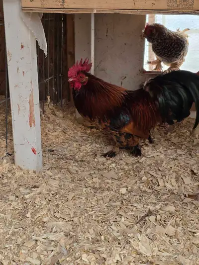 4 laying hens, 2 roosters, View more