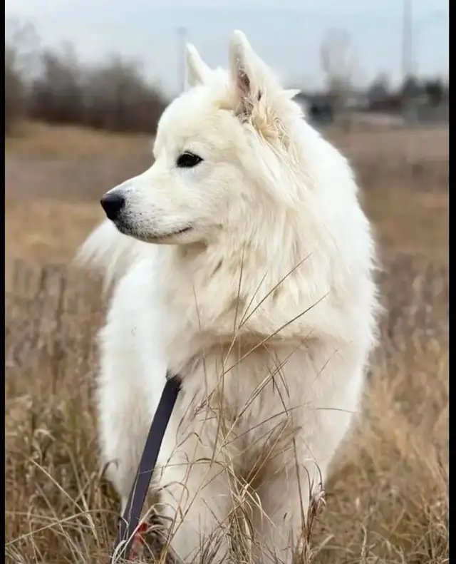 Adorable Purebread Male Samoyed. 8 wks June 20 in Dogs & Puppies for Rehoming in Leamington - Image 9