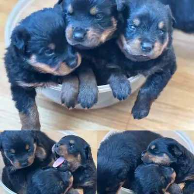 3 weeks old today, there are 2 boys and 1 girl still available Purebred picture of mum and dad uploa...