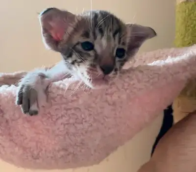 Chatons Oriental peterbald, View more