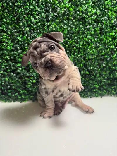 We have beautiful French Bulldog puppies ready for their forever homes. These sweet, affectionate pu...