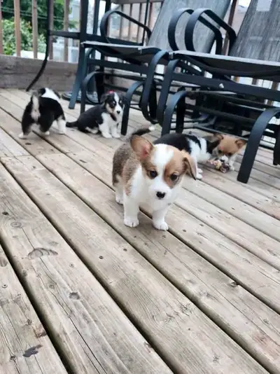 Chiots Corgi, View more