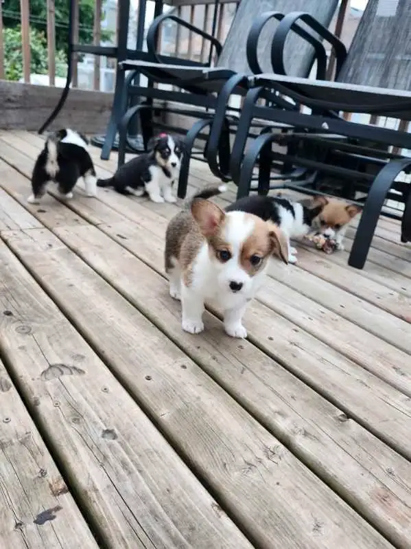 Chiots Corgi in Dogs & Puppies for Rehoming in West Island - Image 2