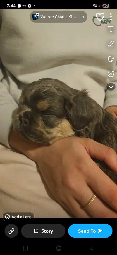 Beautiful male blue and tan Fluffy Frenchie, View more