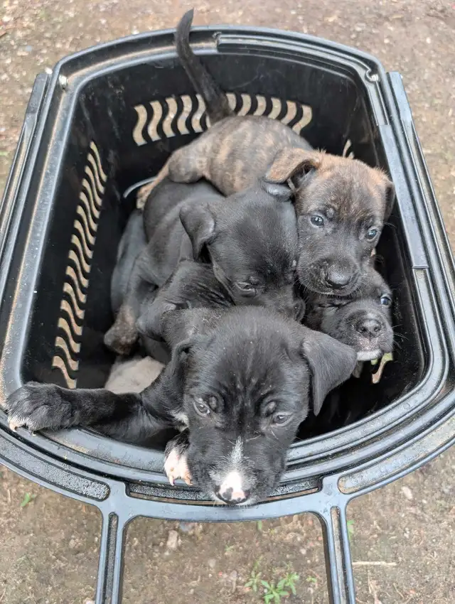 King Corso puppies in Dogs & Puppies for Rehoming in Ottawa - Image 10