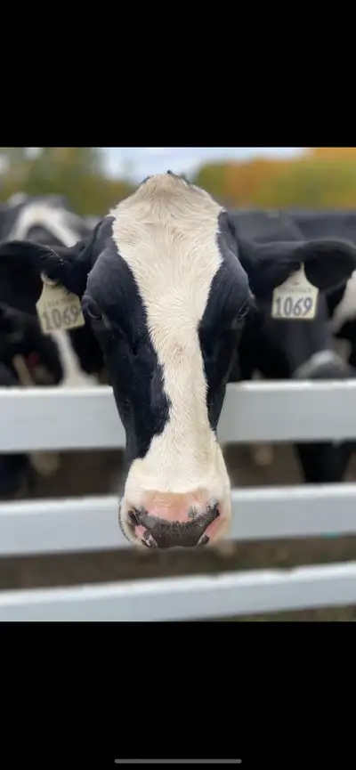 Morning Milker (every other weekend), View more