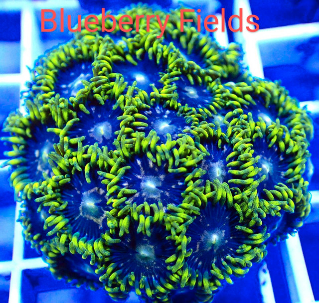 Zoas frags in Fish for Rehoming in London - Image 3