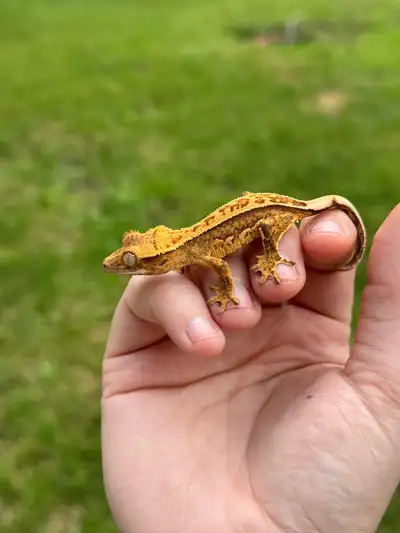 bébé gecko à crête , View more