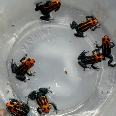 Ranitomeya imitator "Varadero", View more