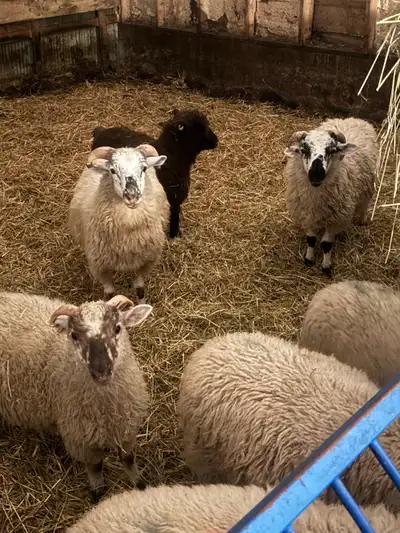  Scottish black face Lambs , View more