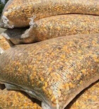 PIGEON FEED CHICKEN SEED QUAIL FOOD - Pickering 