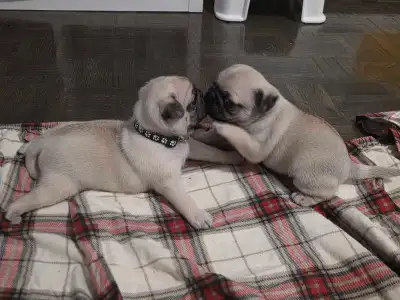 Pug for Rehoming, View more