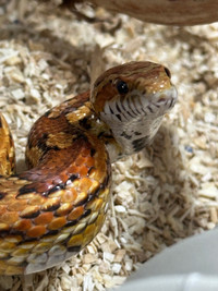 Corn snake with set up