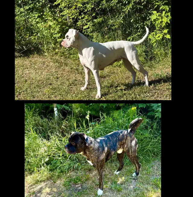 American Bulldog/Boxer  Mixed Puppies  for Sale in Dogs & Puppies for Rehoming in Edmonton - Image 6