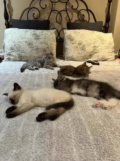 I have a scottish fold straight male fully vaccinated 5 months old. He is loving and affectionate an...