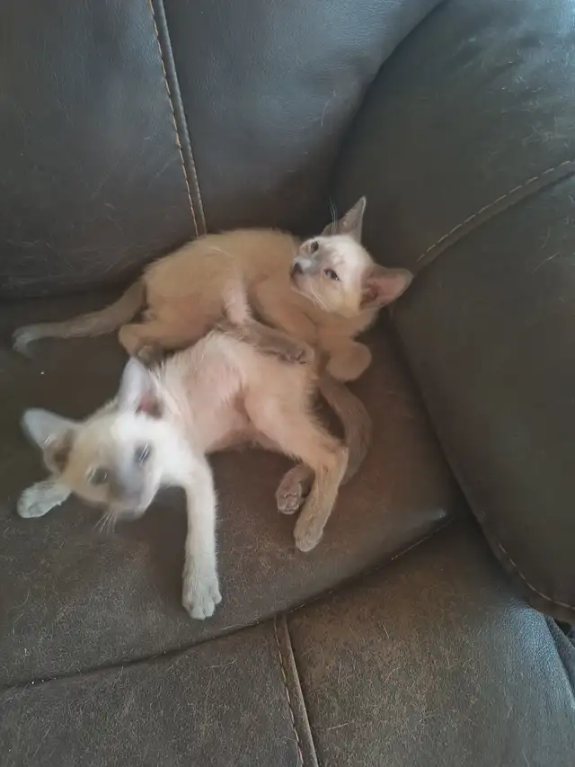 Chatons siamois in Cats & Kittens for Rehoming in Laurentides - Image 3