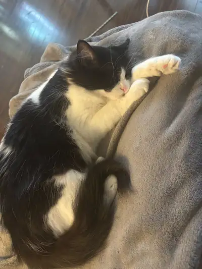 Hi Everyone! I have 3 cats for rehoming due to moving with my mother because of her health. I won’t...