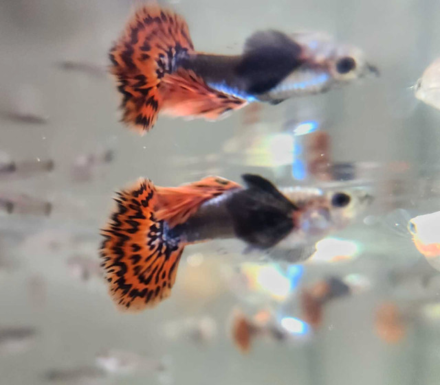 High quility beautiful Red Mosaic Dragon Dumbo Ear Guppy in Fish for Rehoming in Oshawa / Durham Region