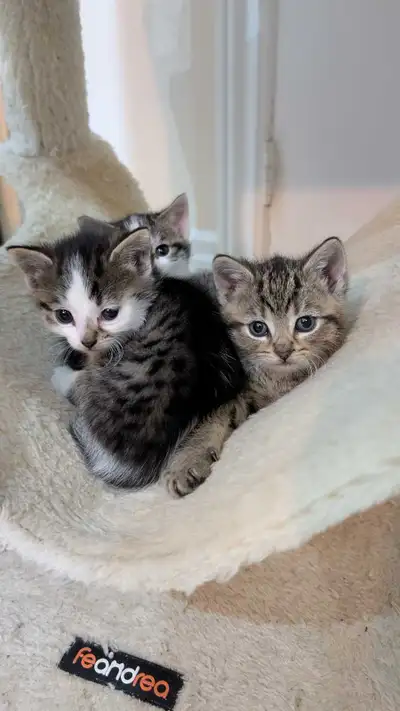 Kittens For Sale, View more