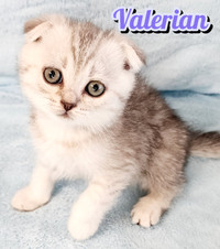 Scottish Fold / Straight Shorthair looking for new home!