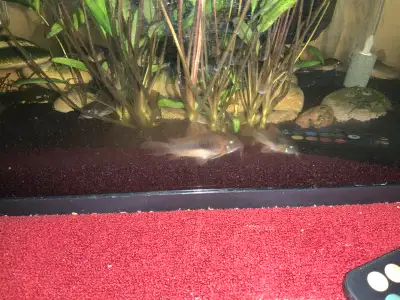 Bronze Corydoras , View more