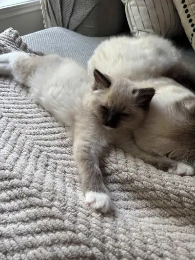 Purebred Ragdoll Bluepoint male kitten, View more