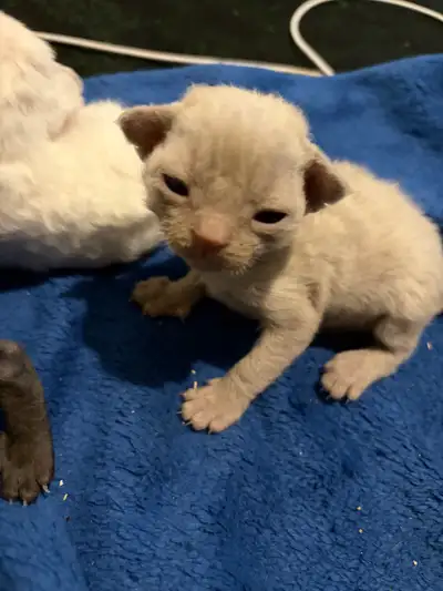 I have 6 Devon Rex Kittens available for reservation. Birth date may 12. Rehoming will be possible a...