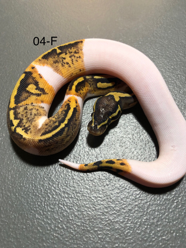 OBO-04-F- Orange Dream  Yellow Belly/ Gravel Pied het, MJ Ax. in Reptiles & Amphibians for Rehoming in Kelowna