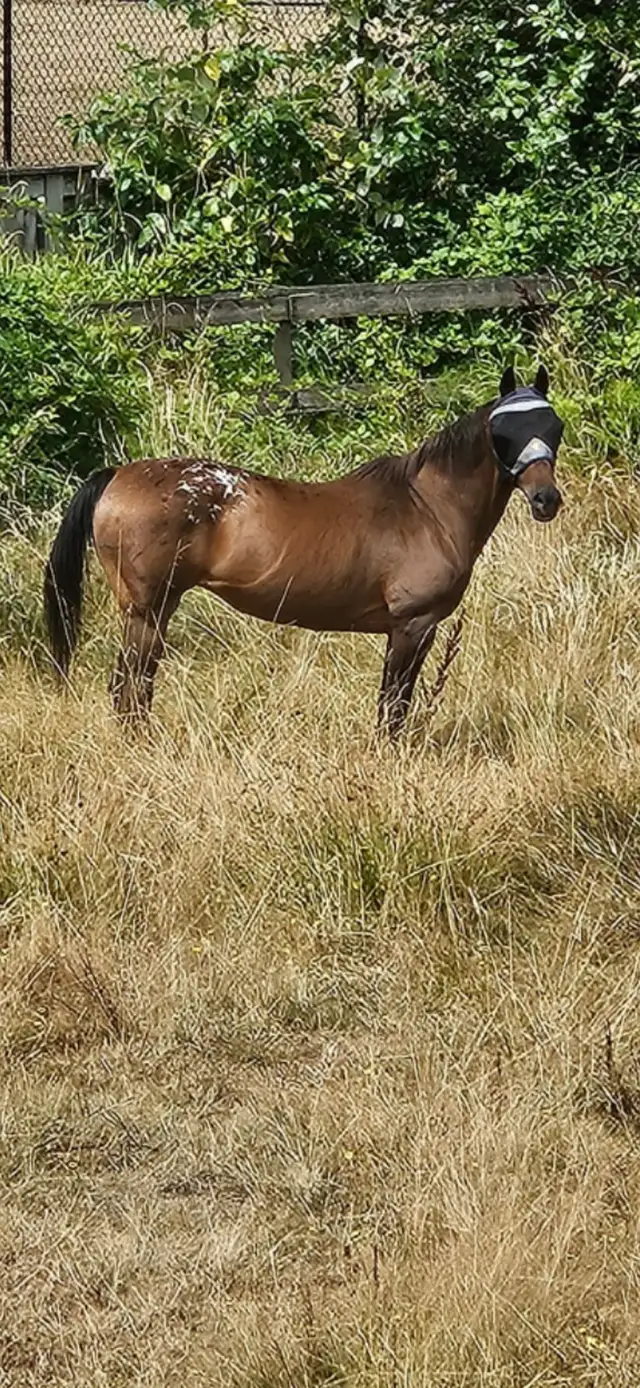 18 yr old  Bay Appaloosa Mare $1000
