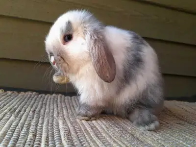 Sable Magpie Holland Lop baby, View more