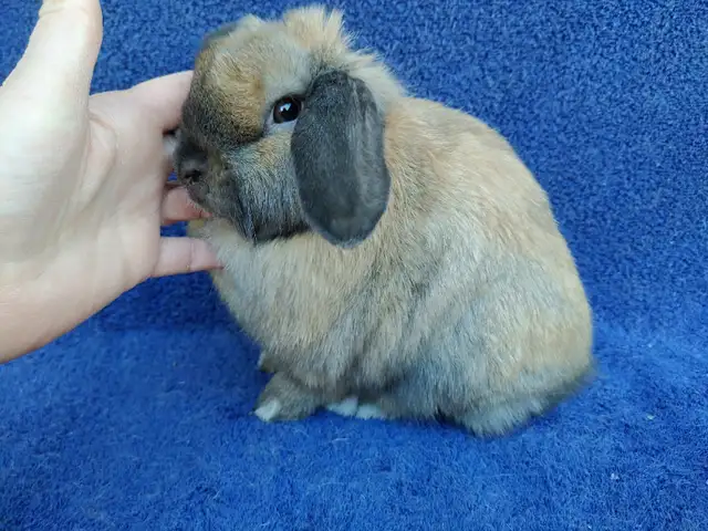 EXTRAORDINARY BABY HOLLAND LOPS in Small Animals for Rehoming in Ottawa - Image 6