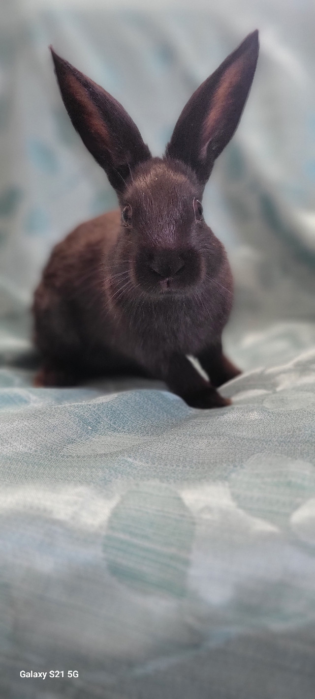 Geant des flandre x mini rex dans Animaux de ferme  à Ouest de l’Île - Image 2