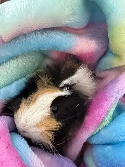 guinea pig , View more