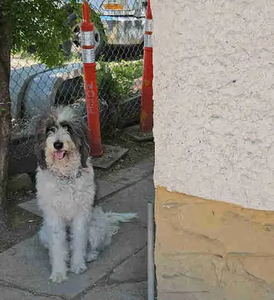 PYRENEES/ POODLE. PYREDOODLE, View more