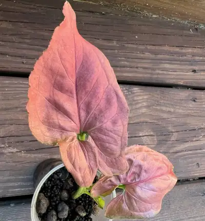 Wetstick $20 Promo on batch of 10 pots $100 Small plants $100