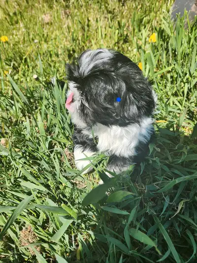 adorable shih tzu puppies, View more
