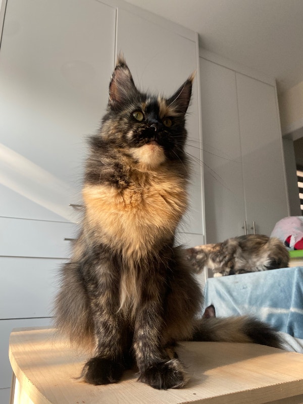 Available purebred Registered Maine Coon kittens Cats & Kittens for