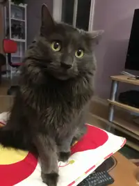 Nebelung Male Cat for Rehoming 