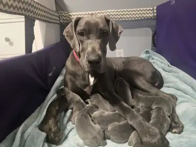 purebred blue great dane puppies, View more