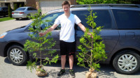 CEDAR HEDGE TREES * 1 DAY ONLY * FREE DELIVERY * MARKHAM/VAUGHAN